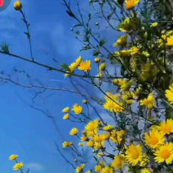 广州化妆品厂家静秋（老号）