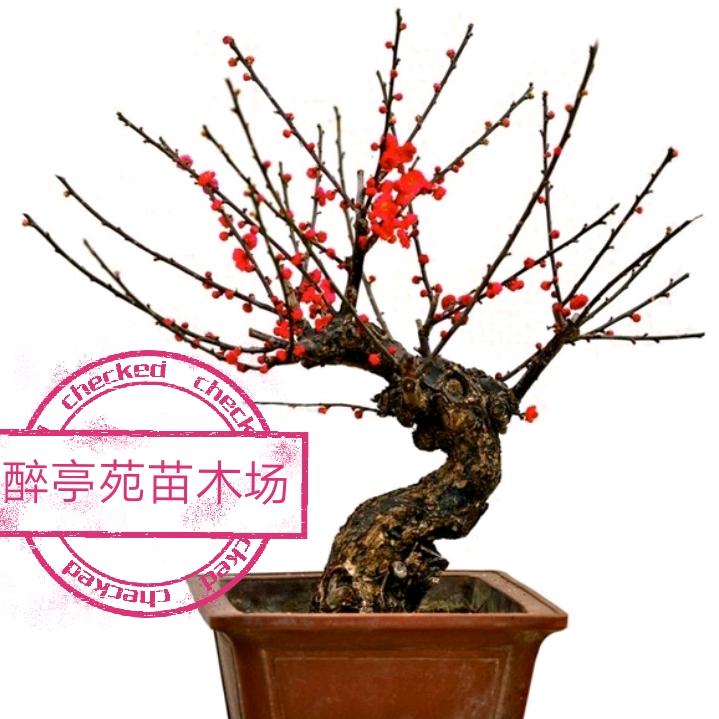 醉亭苑臻选号