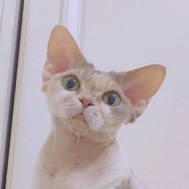 甜蜜的德文卷毛猫舍