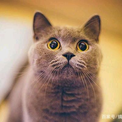 集装箱司机胡哥