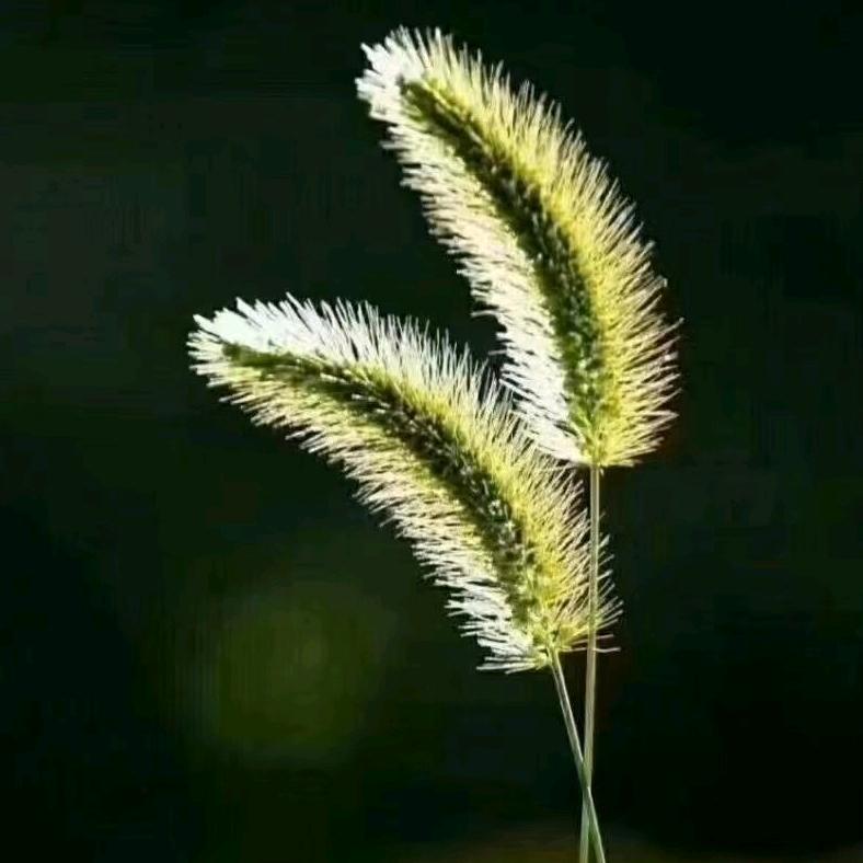 老树