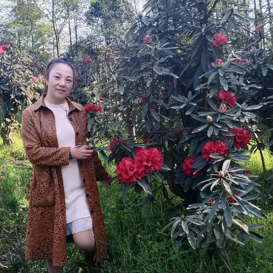 三三，宜宾长宁梅硐镇杜鹃花基地