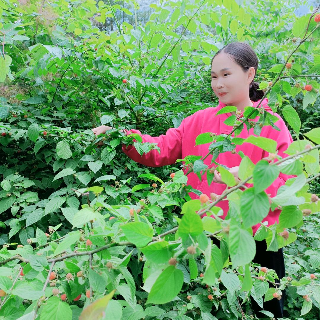 武当茉莉