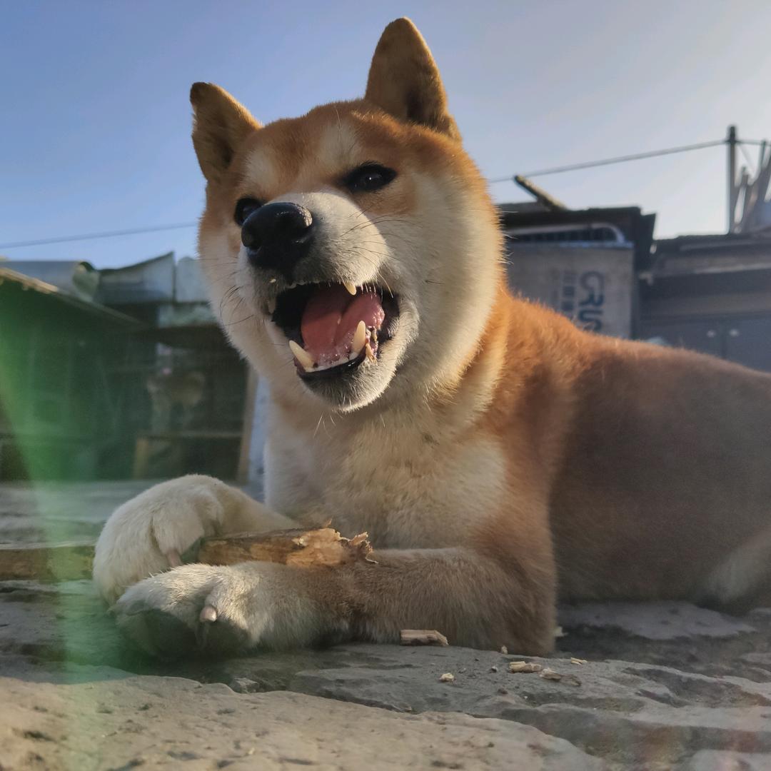小博萌宠