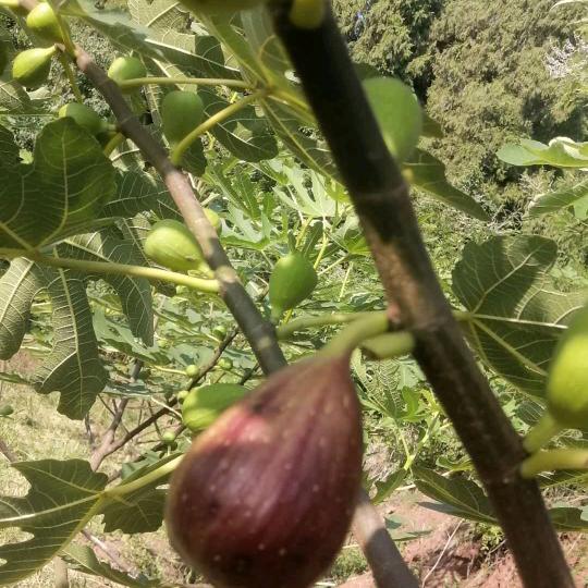 （项伟）祥符白狮无花果采摘园