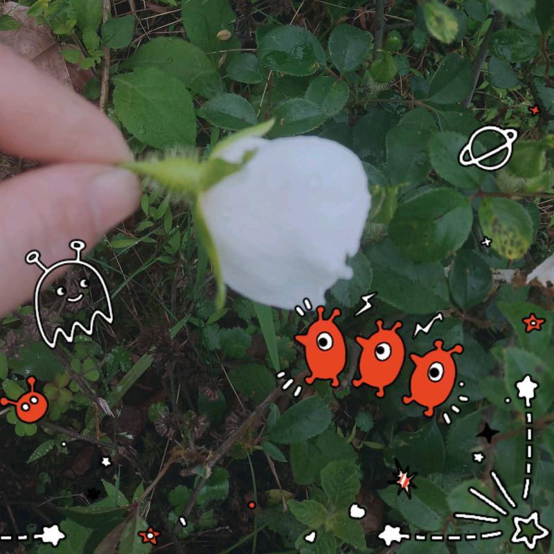 我的余生，请你笑纳