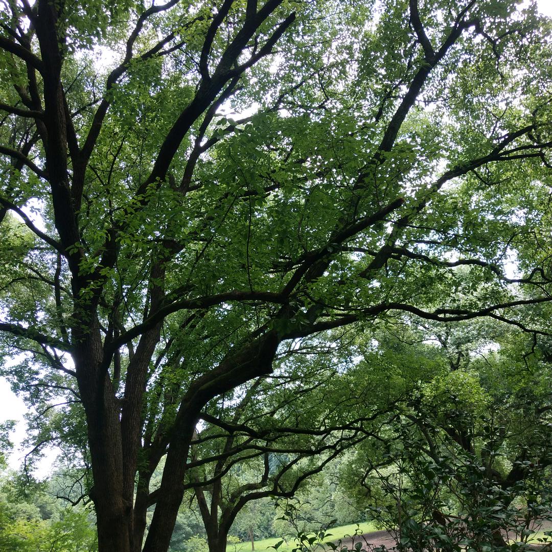 木子