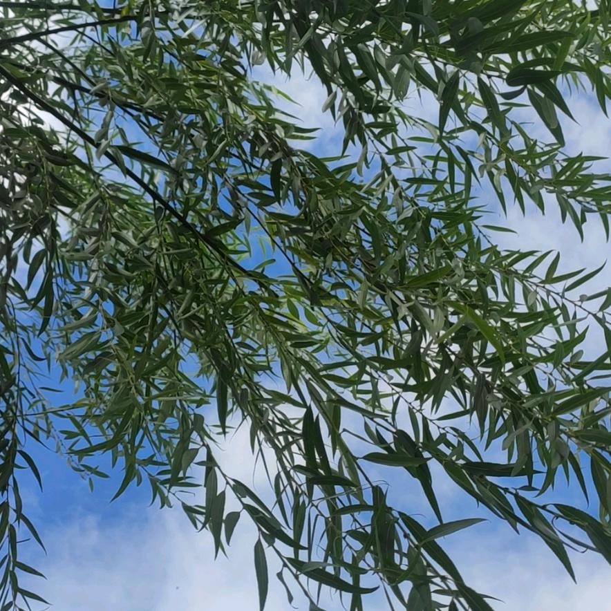 你的小张