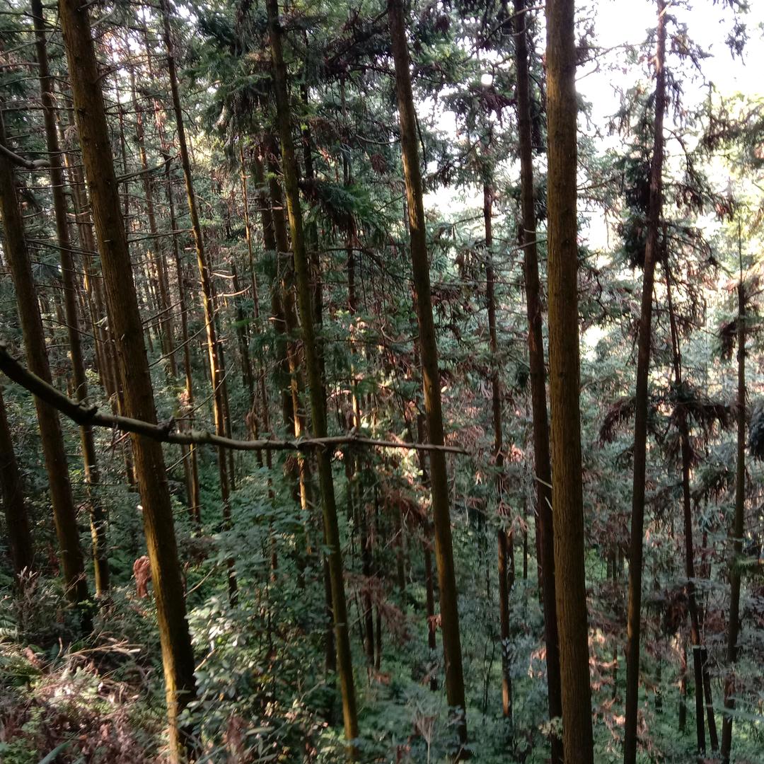 木材加工-木方横条批发