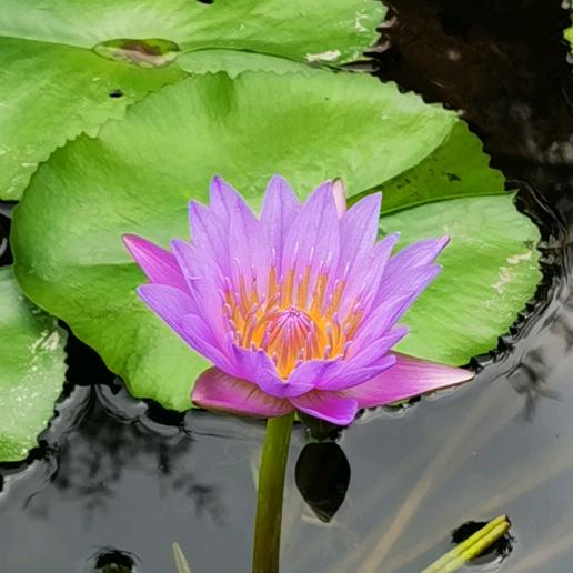 装修大平台