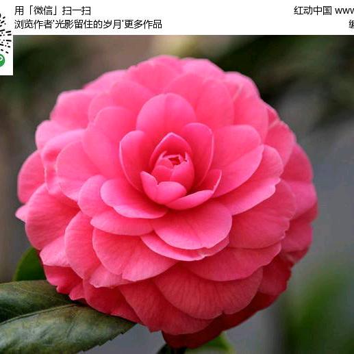 家兴财源旺