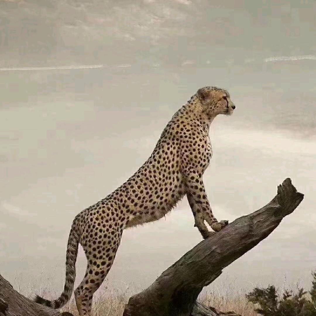 豹子