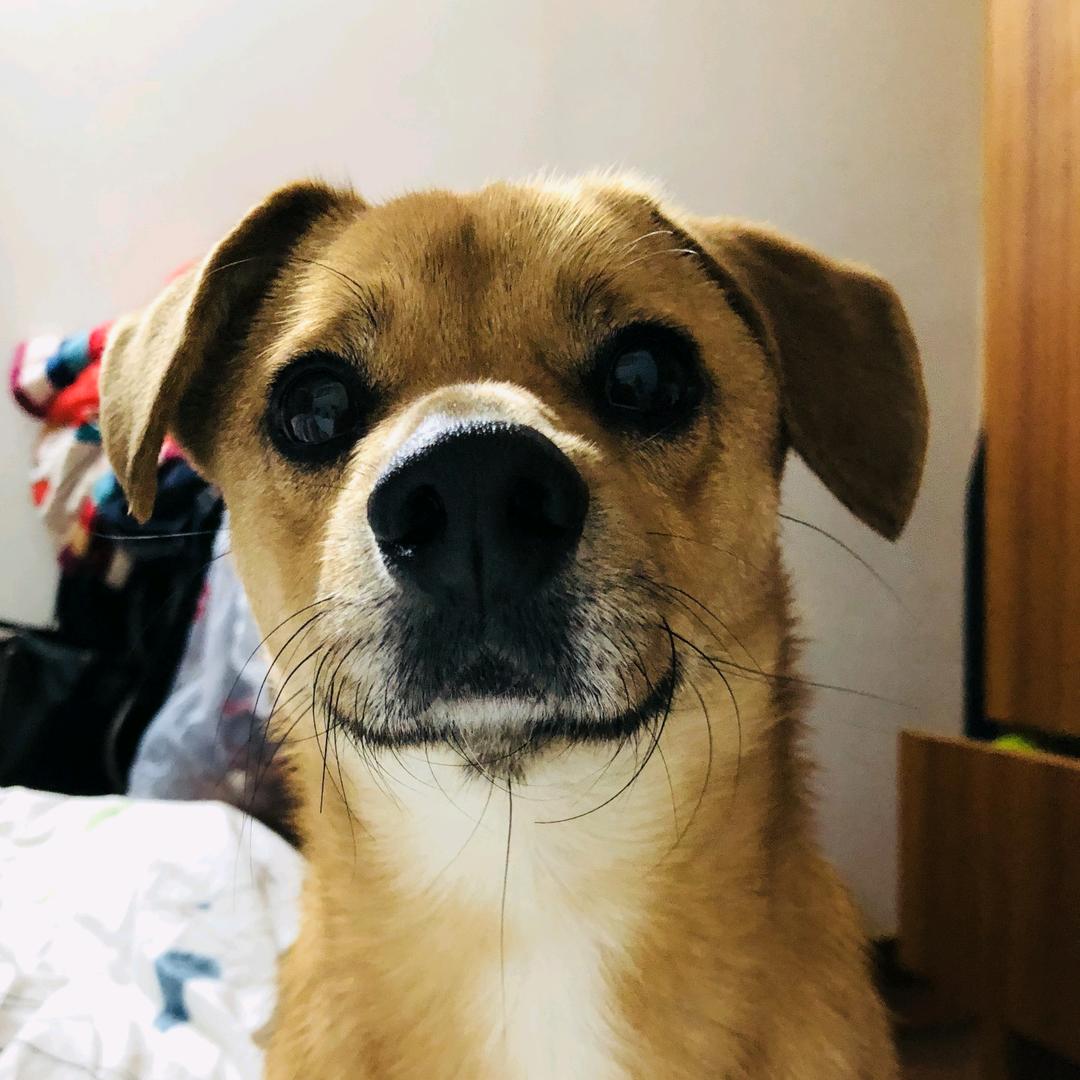 狗蛋🥚小土豆🥔