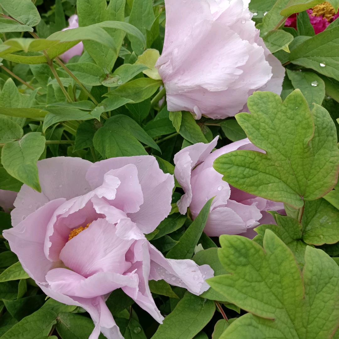看,花开花落🌹🌹🌹拒聊