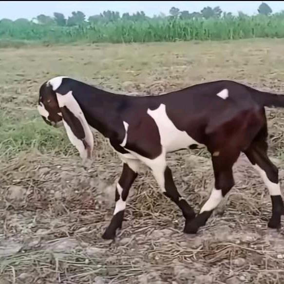 莎米江养殖