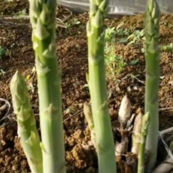 佰花暖花卉
