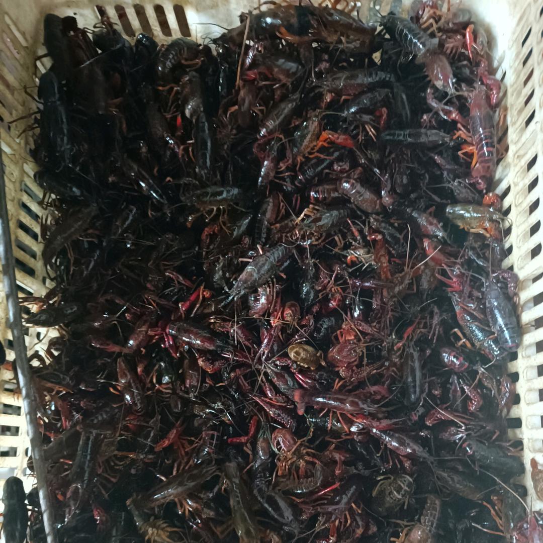 678小龙虾