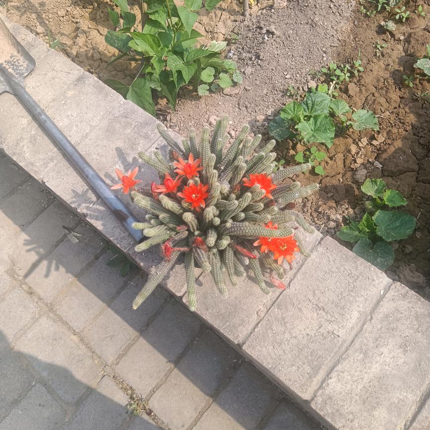 福寿延年