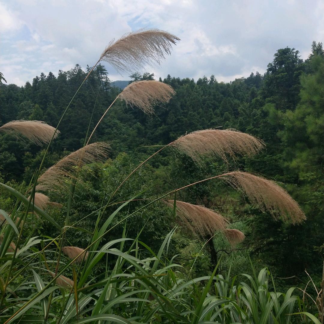 守根（合一了缘堂）