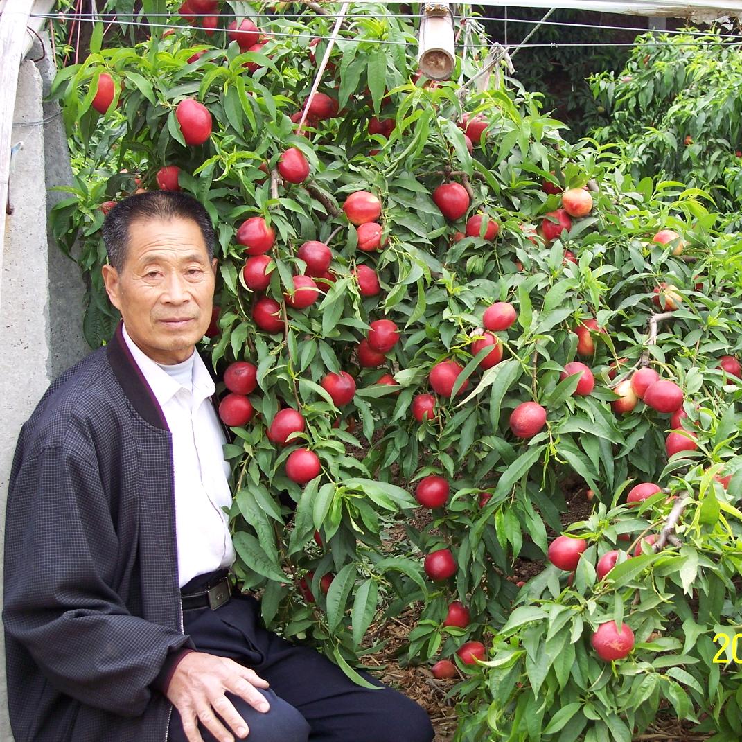 刘成德/桃树一边倒