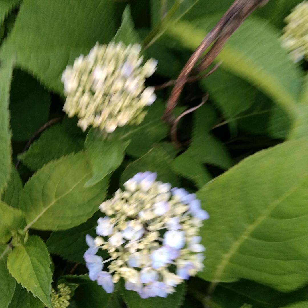 小小玫瑰花