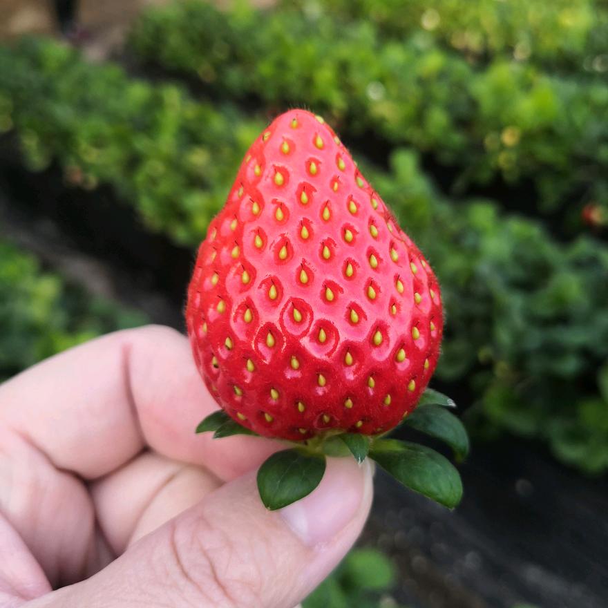 🍓 姐姐正能量