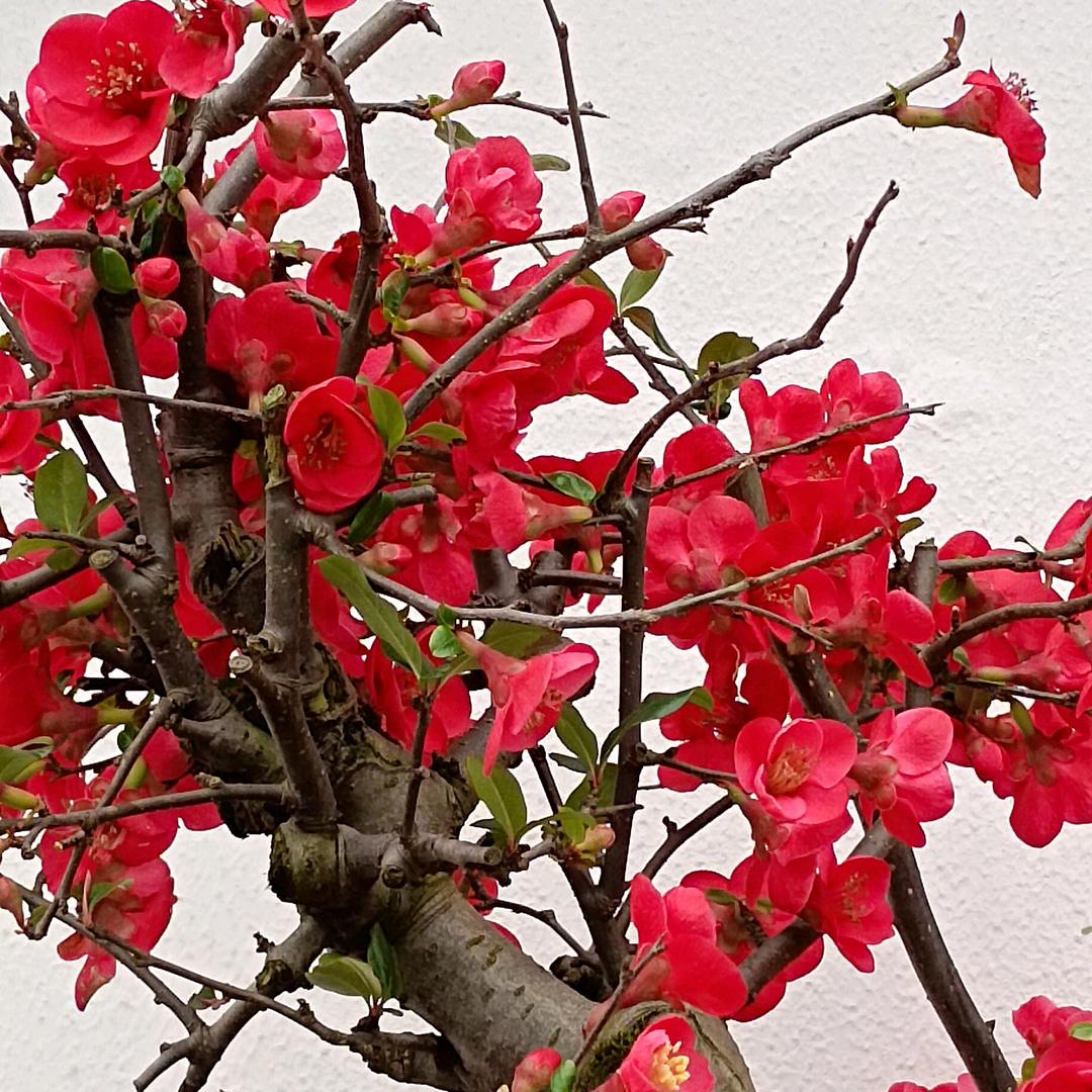 王点玉中华的华《勿连赞》