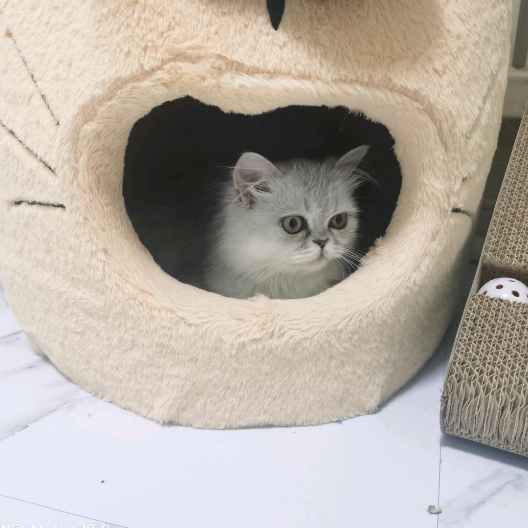 西和瓜