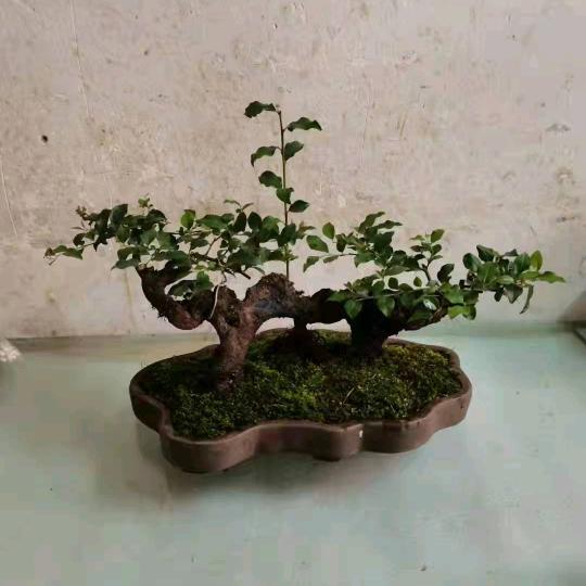 北碚区敏敏园艺场