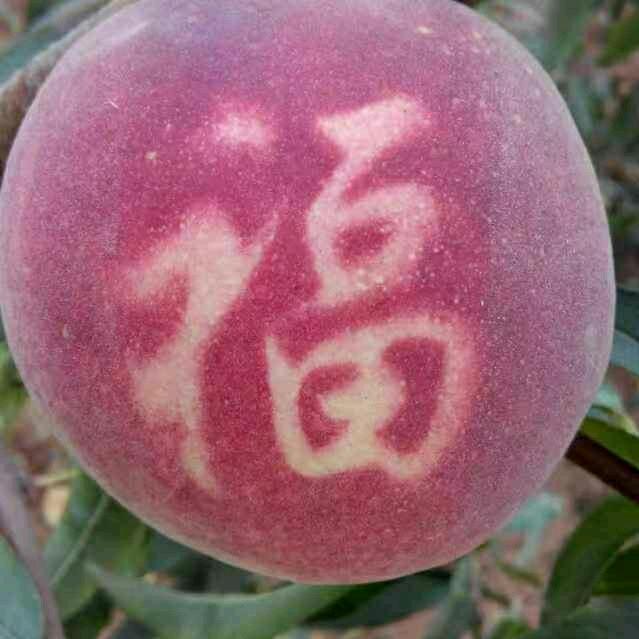 温存记忆