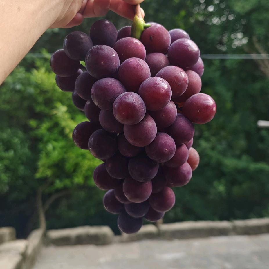 梓橦村葡萄采摘园