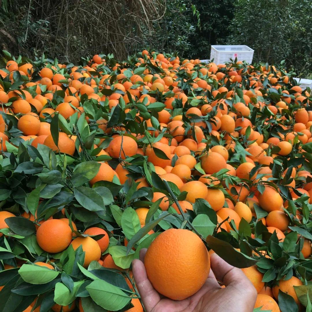 石塘叶秀