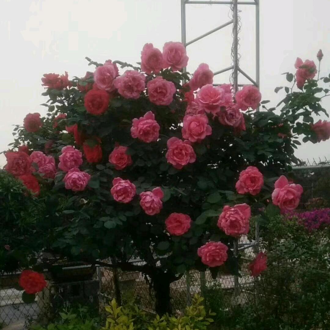 申哥