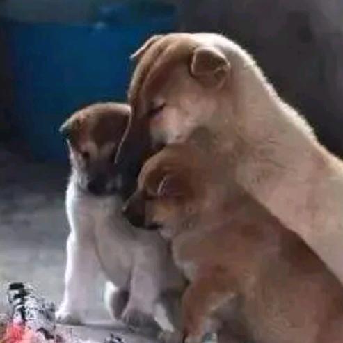 菠萝老