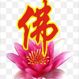 妙莲