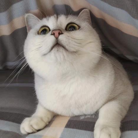 钉挡