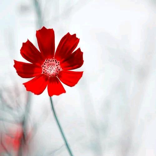 🌹琴🌺