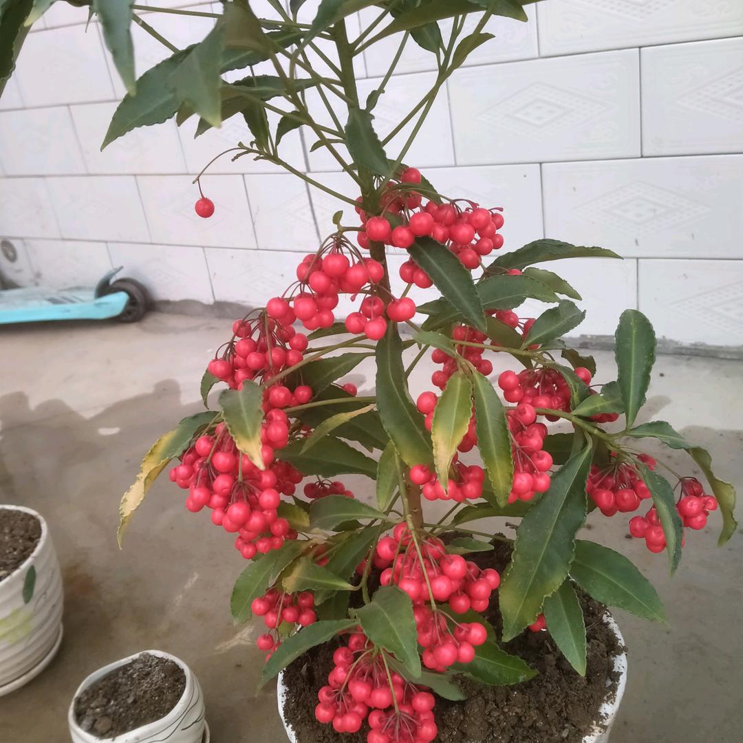 心想事成
