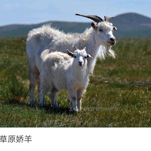 艳子羊绒
