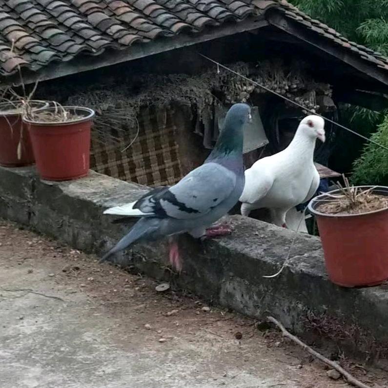 侯庆