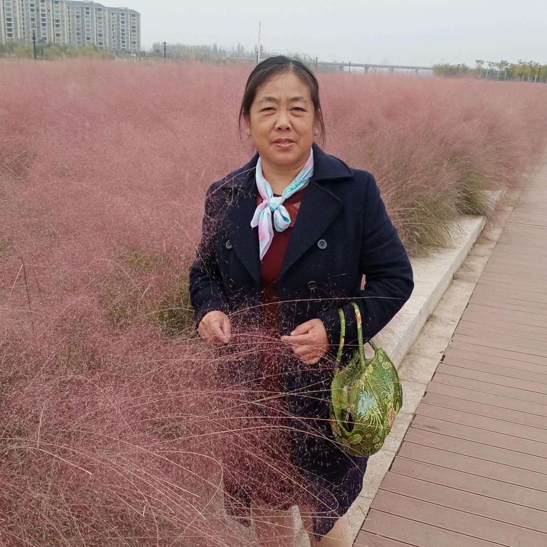 四季菊