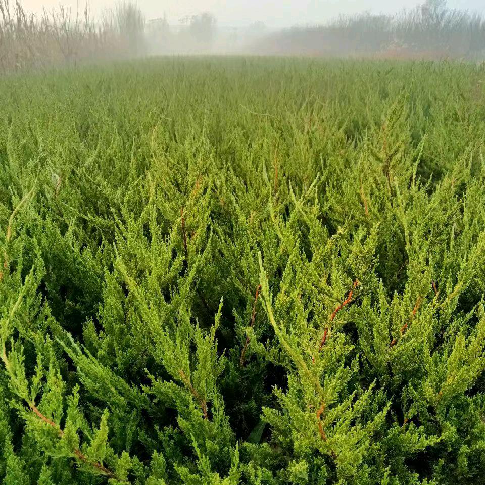 山东鑫成亿园林绿化有限公司