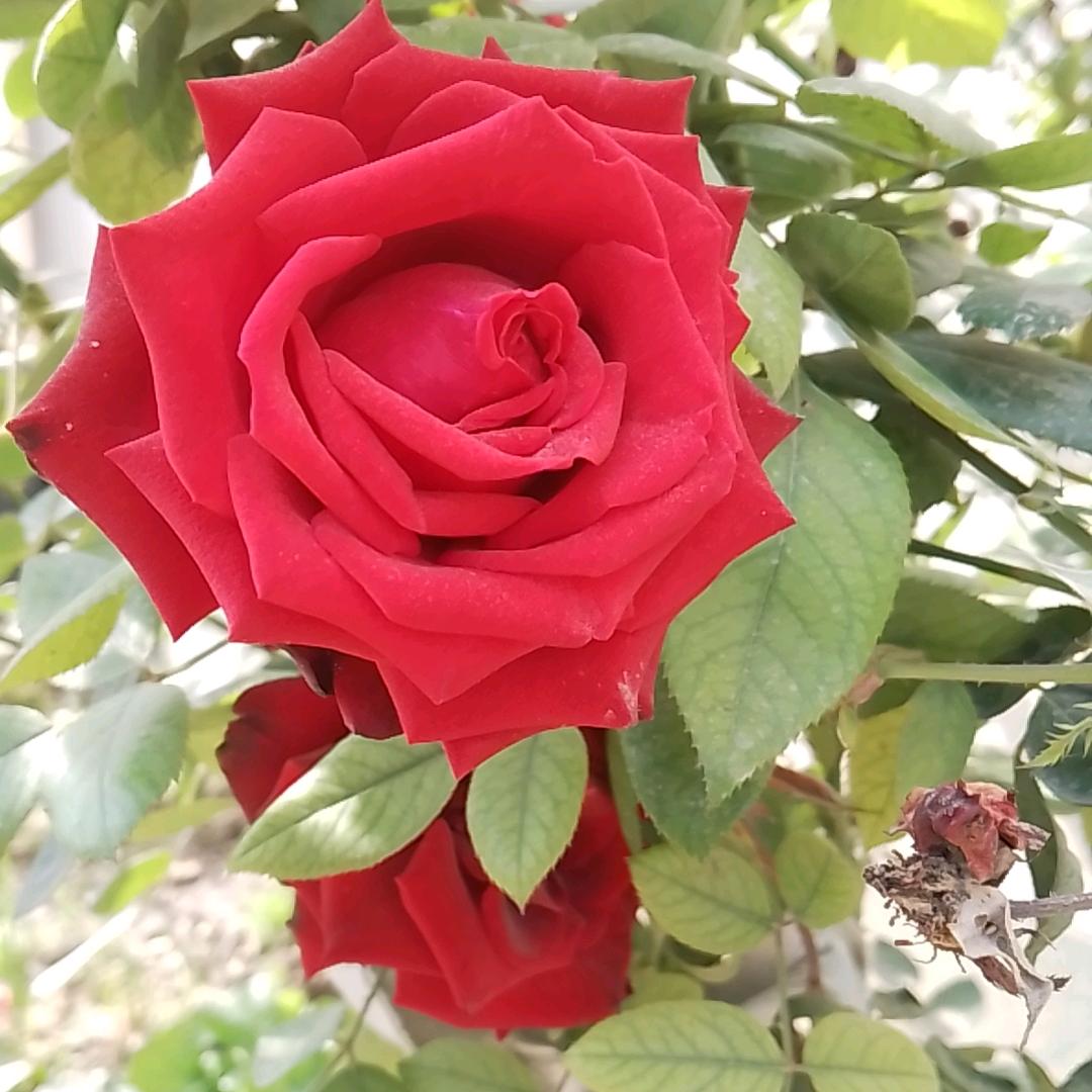 蜻蜓更加美丽