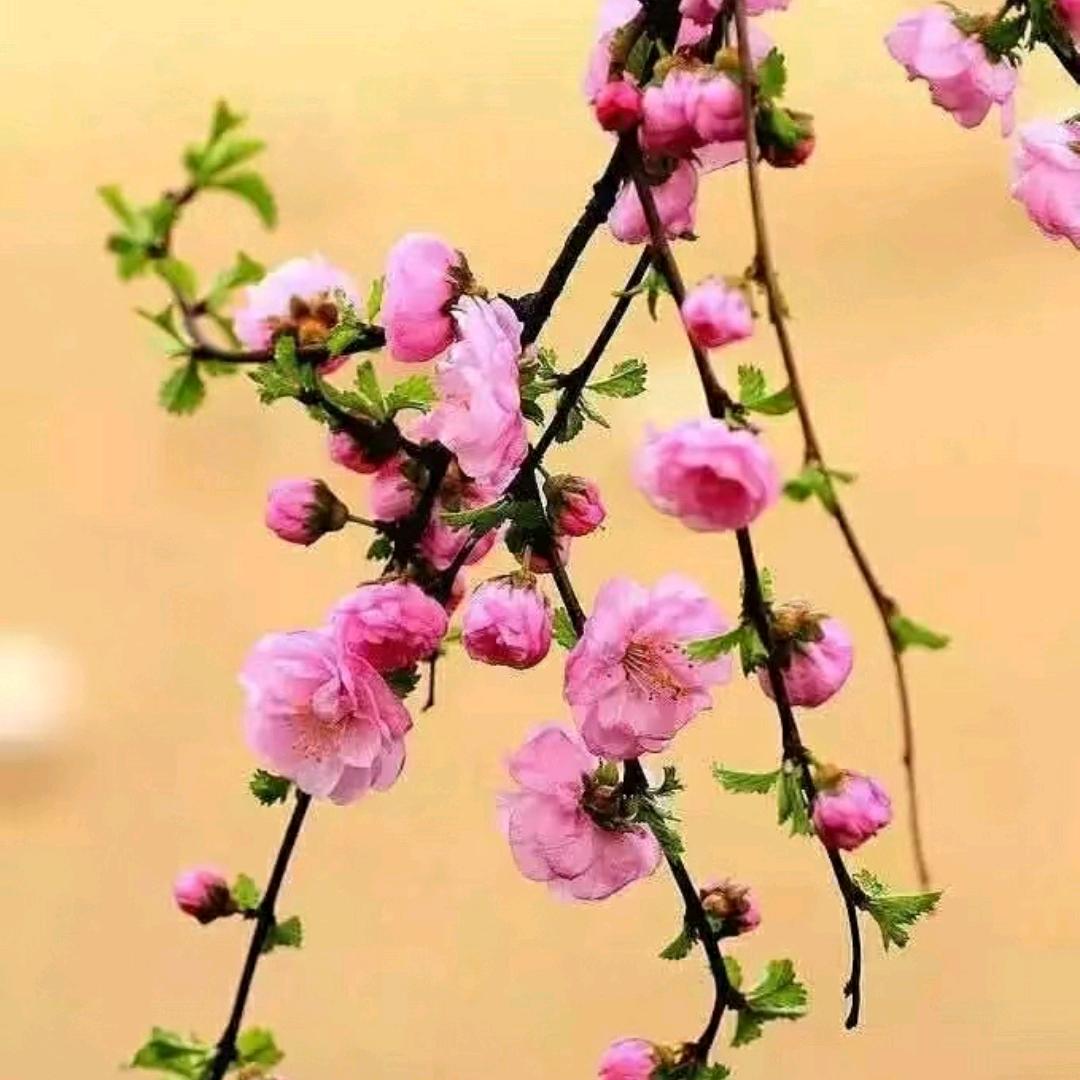 胜利