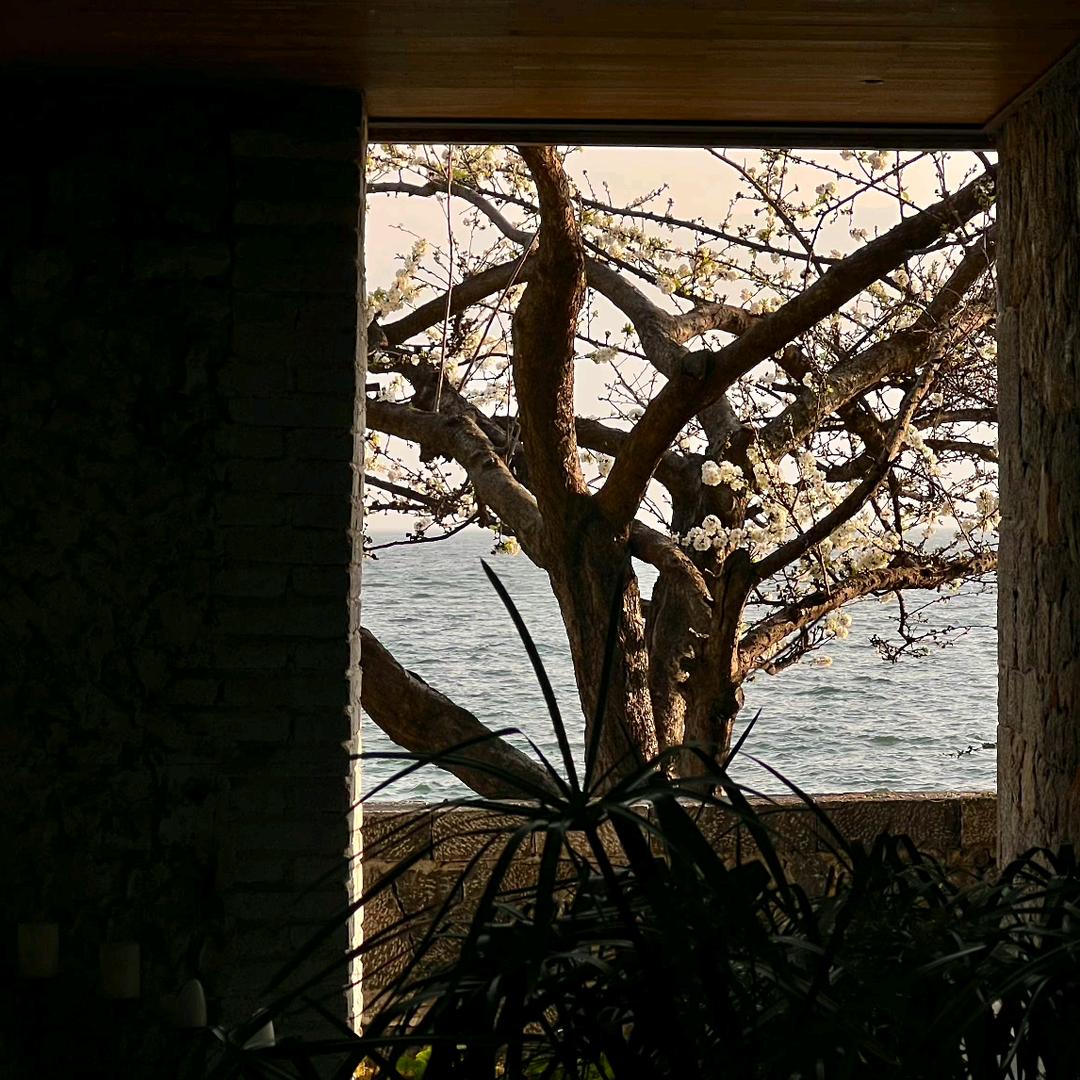 海豚看日落头像