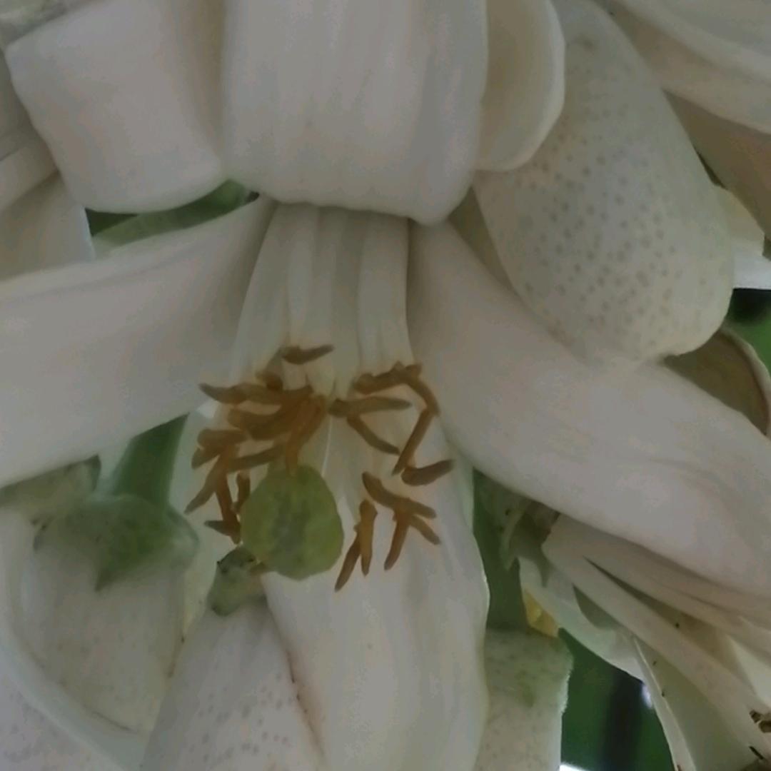 凉山丫头，承蒙厚爱