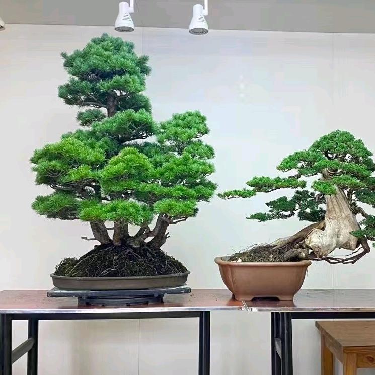 远远花卉