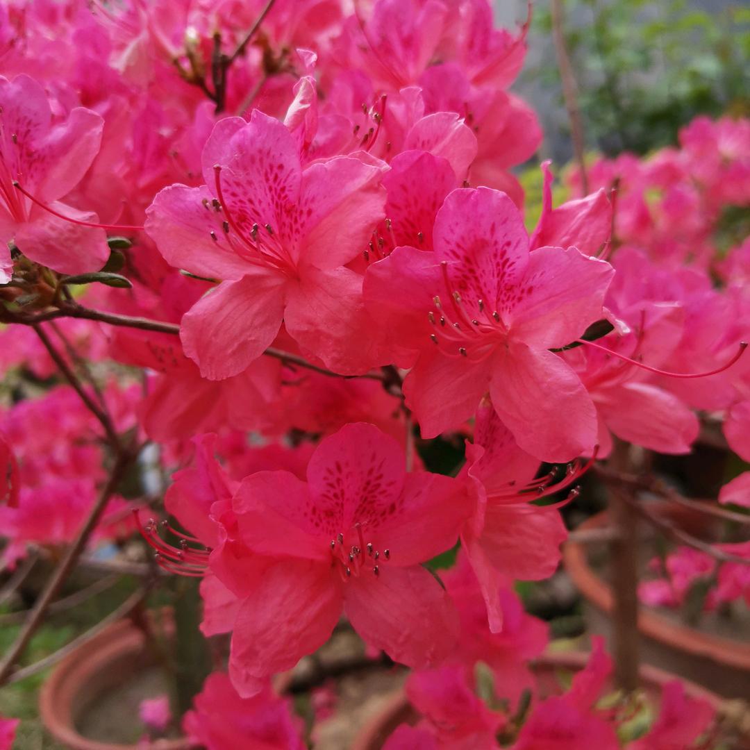 葵花向日