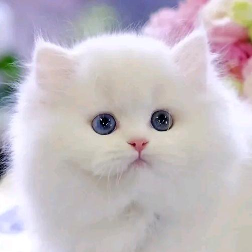 捡破烂的傻猫