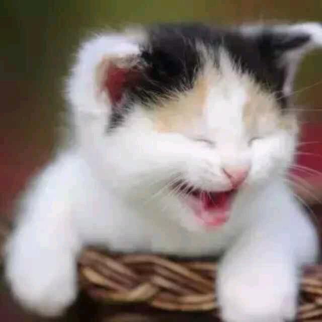 ꧁咪咪戒鱼꧂🐠